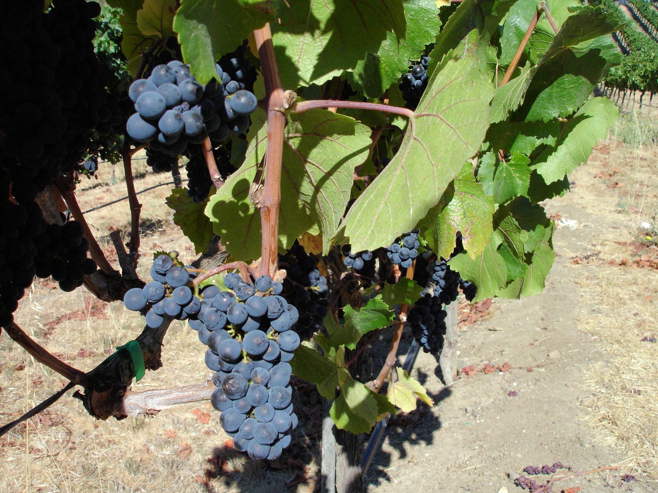 there are several gs growing on the vine in the winery