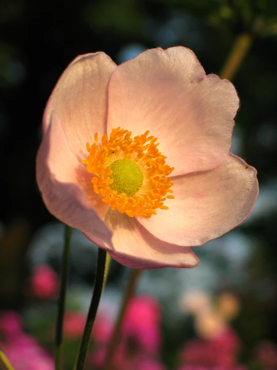 a very large pretty flower with pretty colors