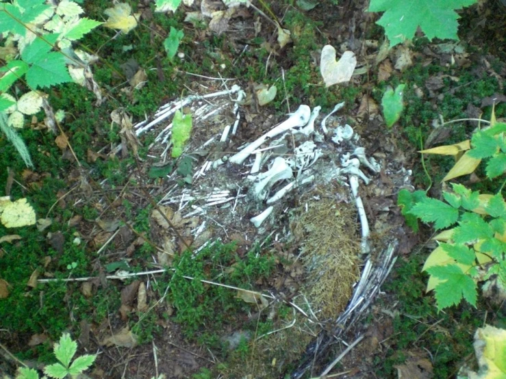 a bird nest is covered in frosty snow