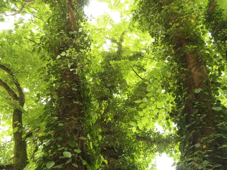 looking up at a tree covered with vines and green foliage