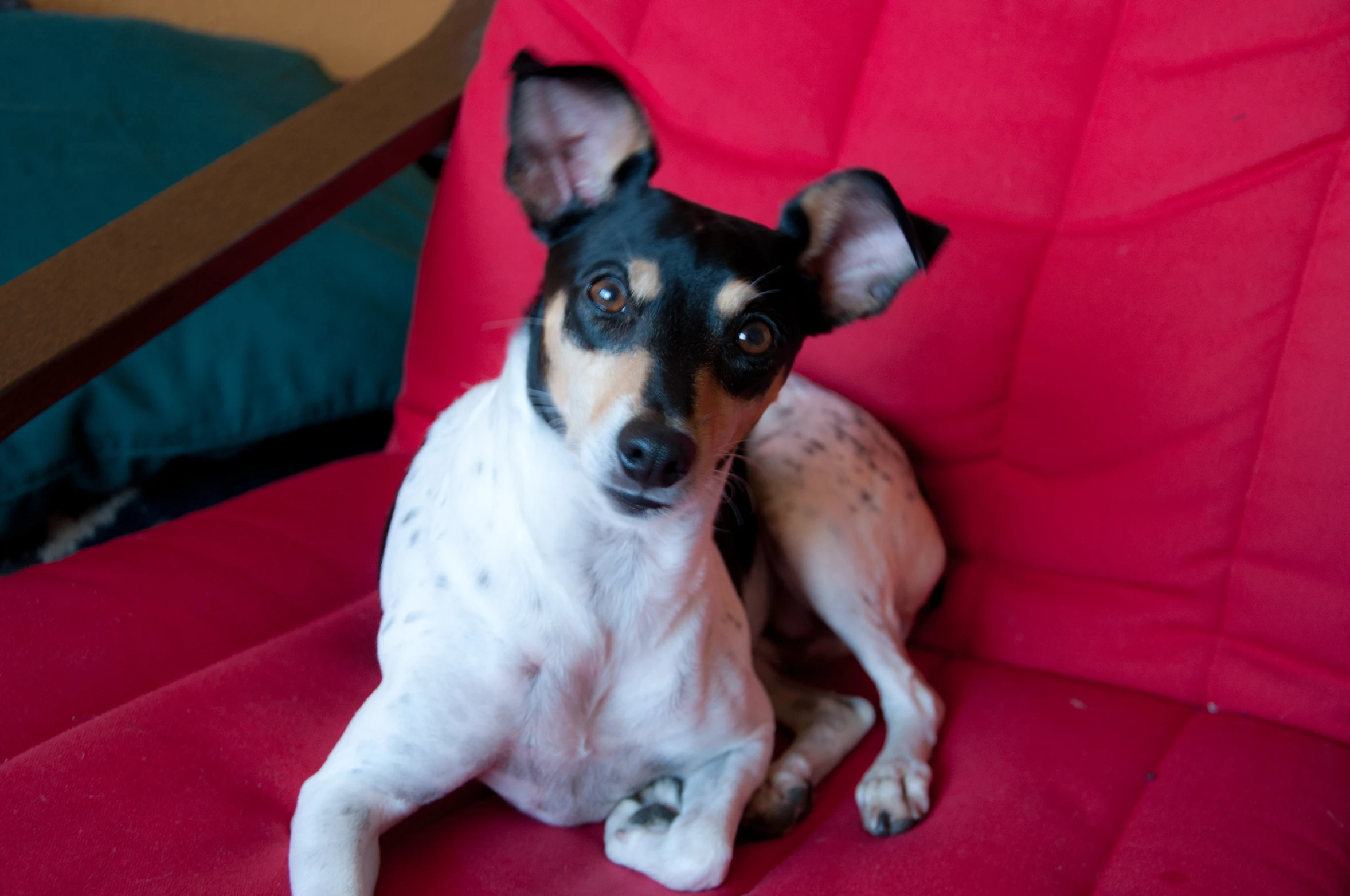 the small dog is sitting on a red chair