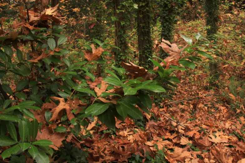 a red fire hydrant sitting among the leaves in a forest