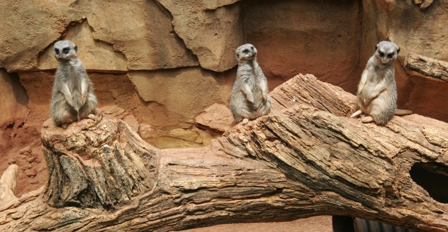 a group of little meerkats are sitting on some logs