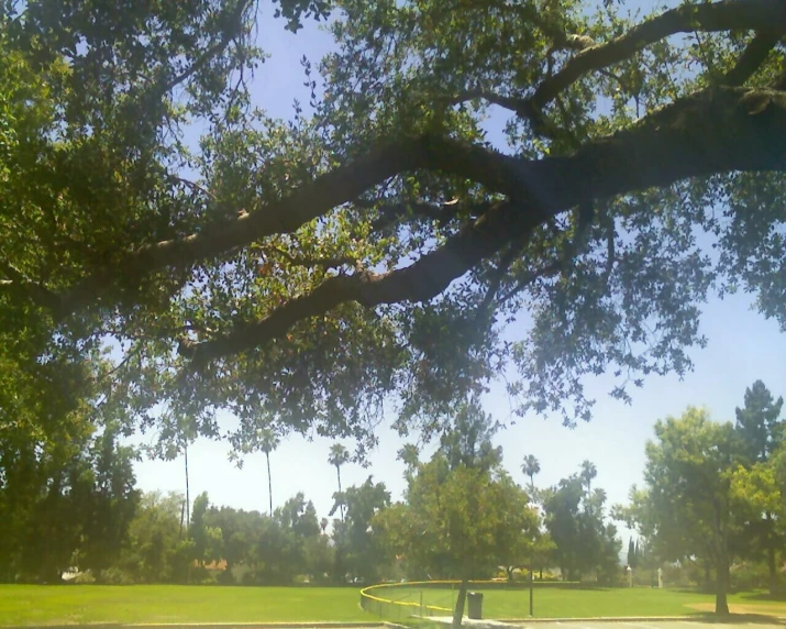 a park has green grass, some trees and benches