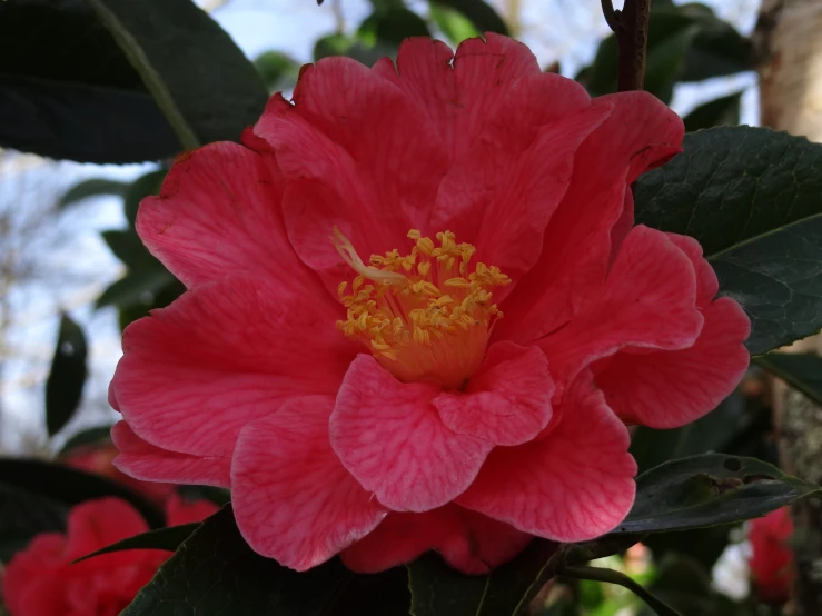 a flower is blooming near several trees