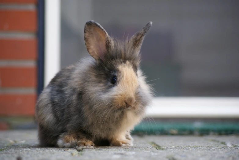 a small rabbit sitting on top of a sidewalk