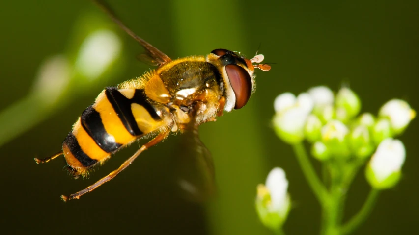 a bug is outside on some grass and white flowers