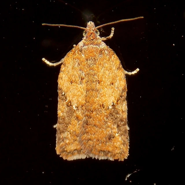 a small brown, insect on a dark background