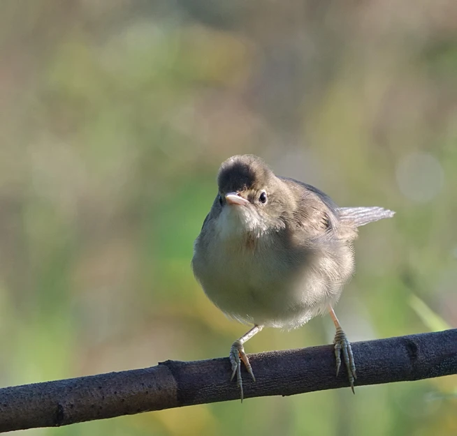 a little bird perched on top of a wooden fence