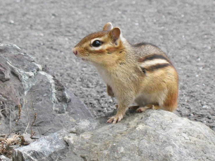 a chipmun is standing on a rock near a rock