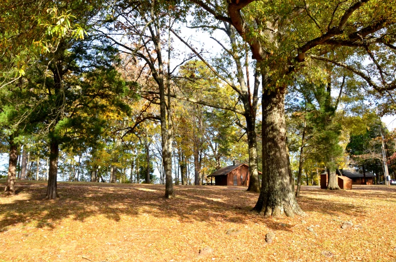 a tree with no leaves next to the top of a hill