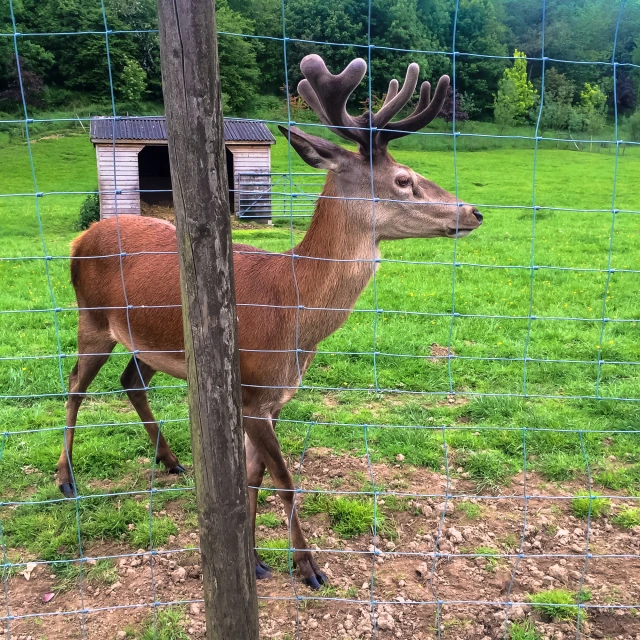 a deer with big antlers standing next to a fence