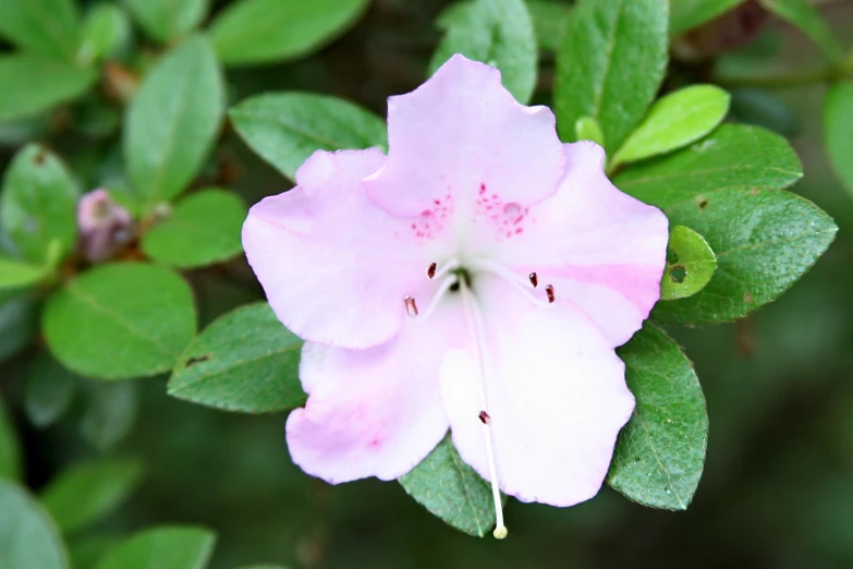 a pink flower with green leaves on it