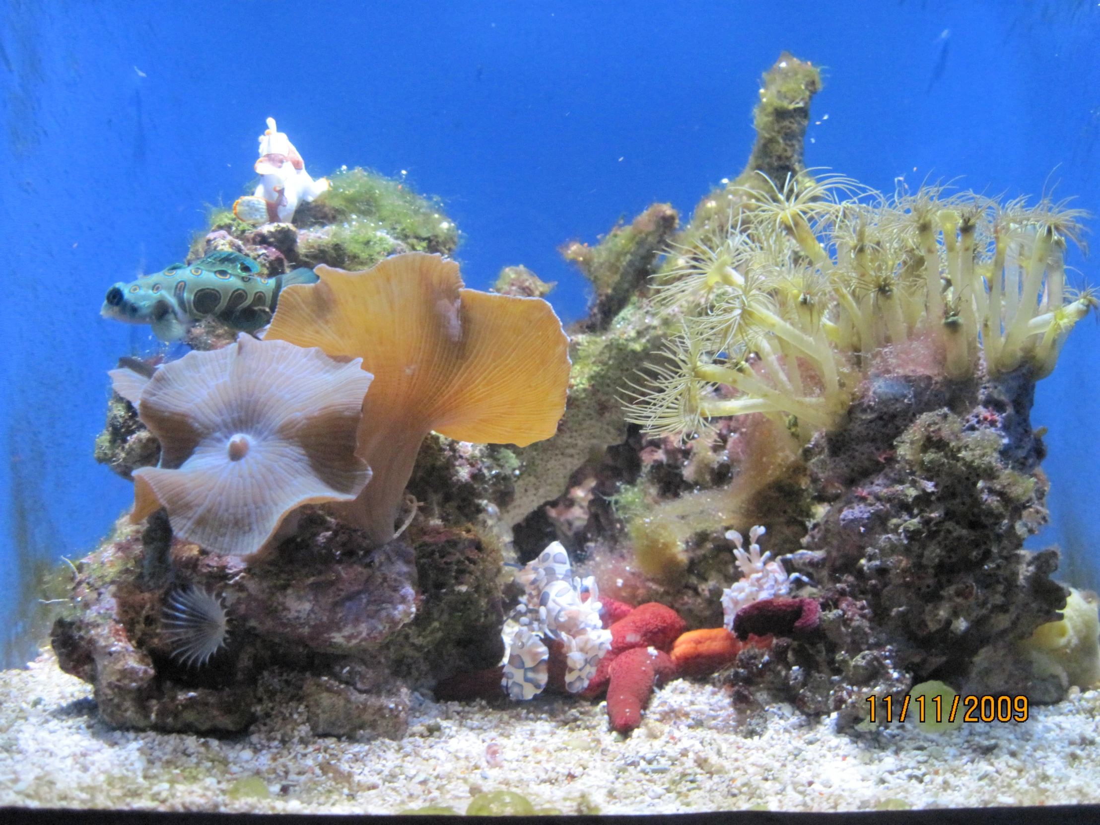 a fish aquarium with marine life in the background