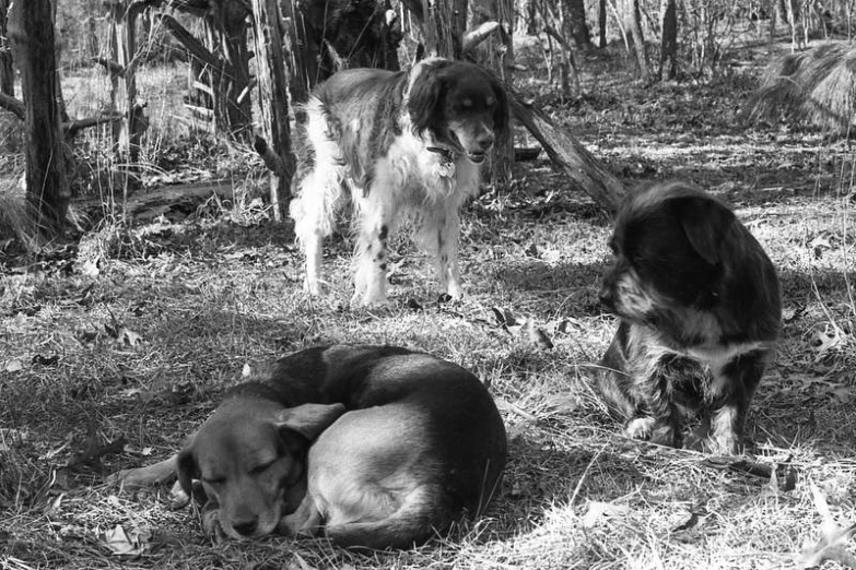 three dogs and their owner in the forest