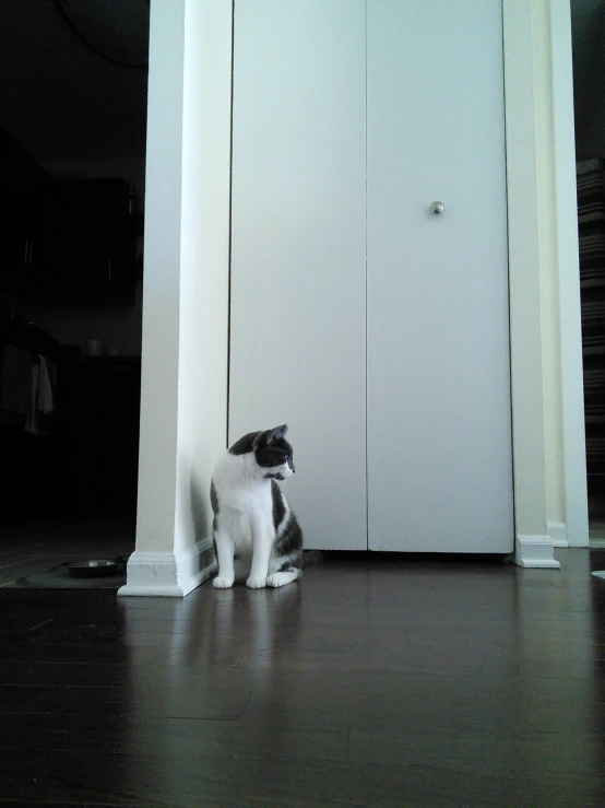 a cat standing in front of a doorway next to an open door