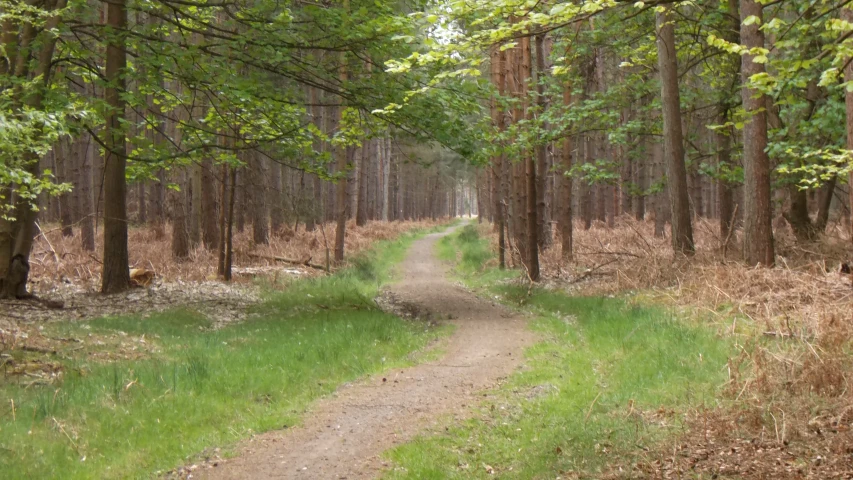 a dirt road surrounded by trees in a forest