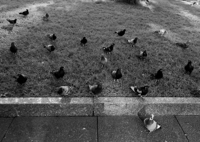 there are a bunch of birds walking in a field