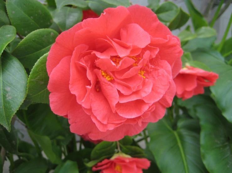 a pink flower with green leaves around it