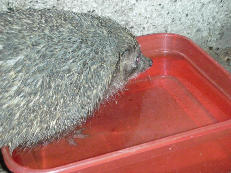 an animal drinking water from a plastic tub