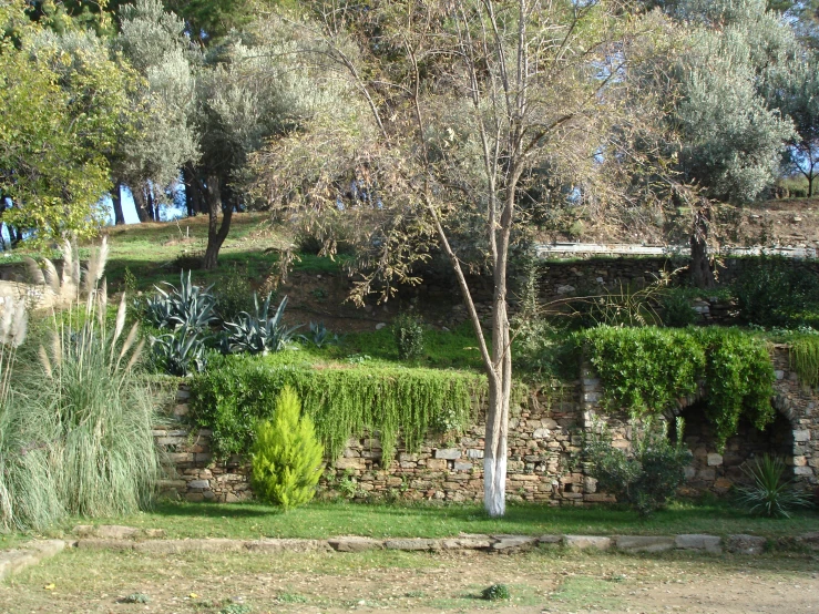an outdoor patio area is set up with olive trees