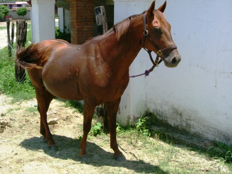 a brown horse standing in front of a white wall