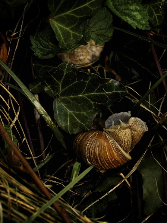 some small leaves and snails are laying in it