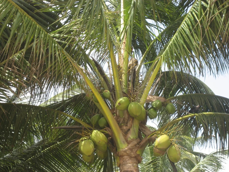 a coconut tree with green coconuts growing on it