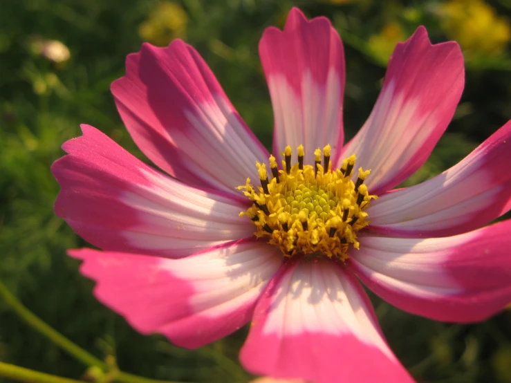 pink and white flower with pink petals with green grass