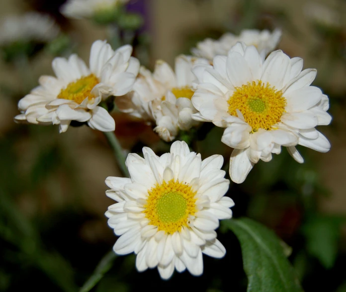 flowers with large petals that have a lot of yellow and white