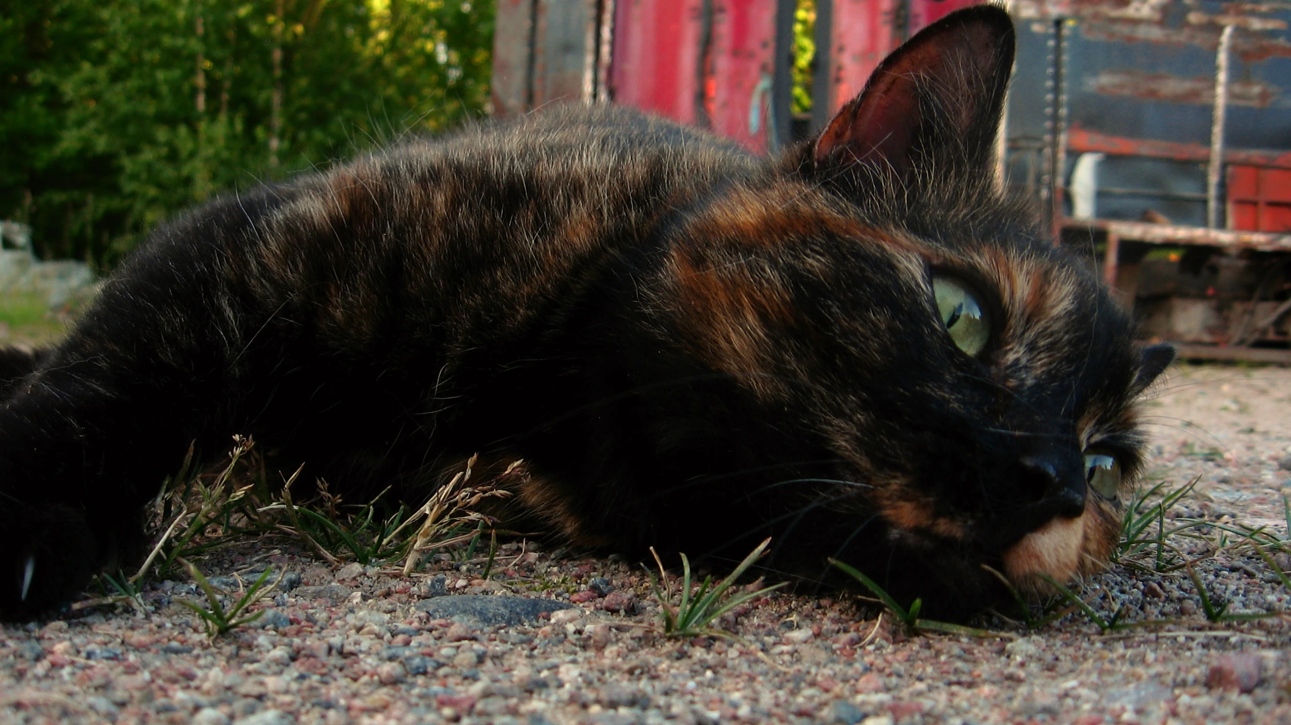 a black cat is laying down by itself