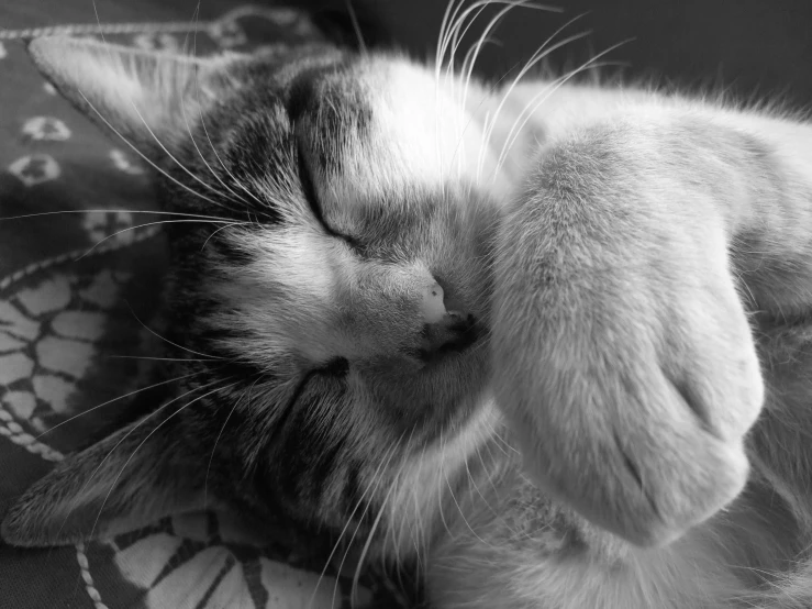 a black and white image of a small cat sleeping on the bed