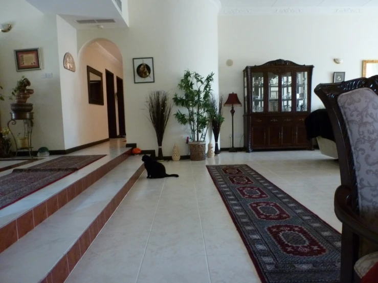 a cat that is sitting on a large rug