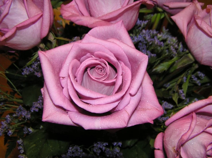 some very pretty pink flowers with lots of water droplets