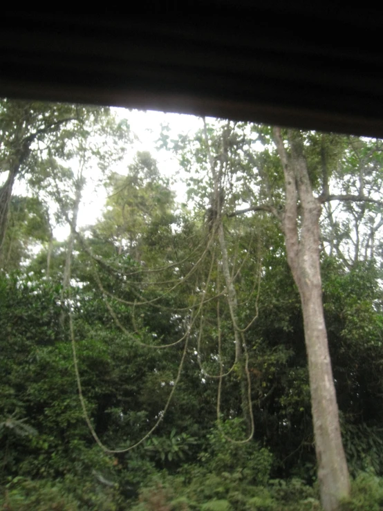 a window with green trees outside by it