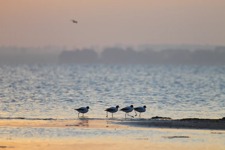 three seagulls walking on the sand at a beach