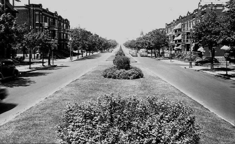 black and white pograph of empty street with lots of trees