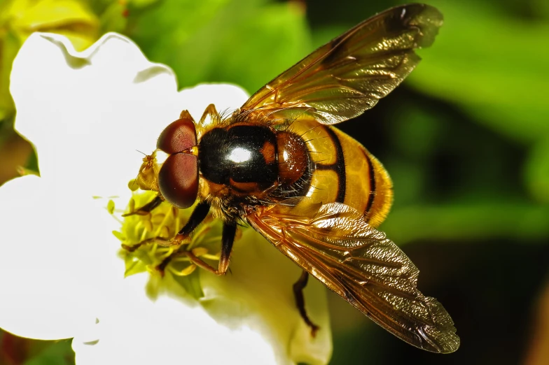 a close up of a honey sitting on a flower