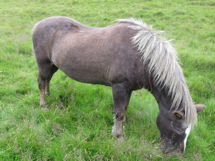 a horse standing on a lush green field eating grass