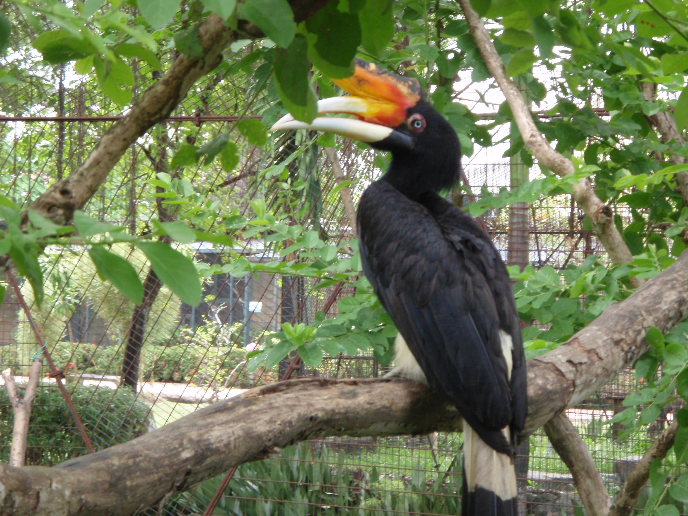 the large black bird is perched on a tree nch