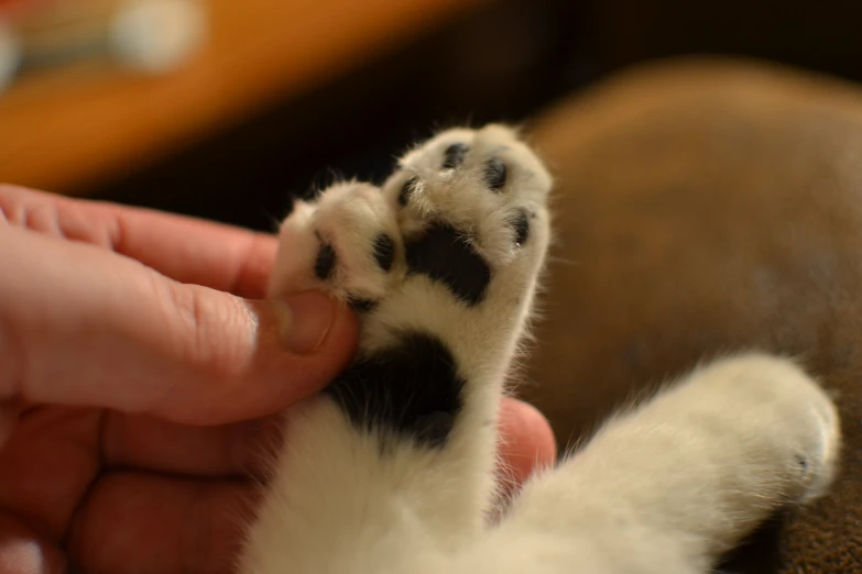a close up of someone's feet touching a cat paw