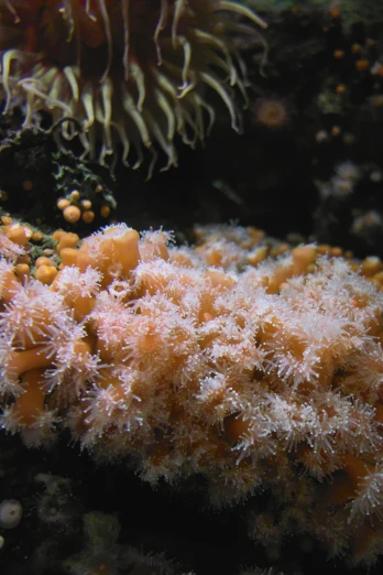 a soft coral sitting in the ocean with lots of lices