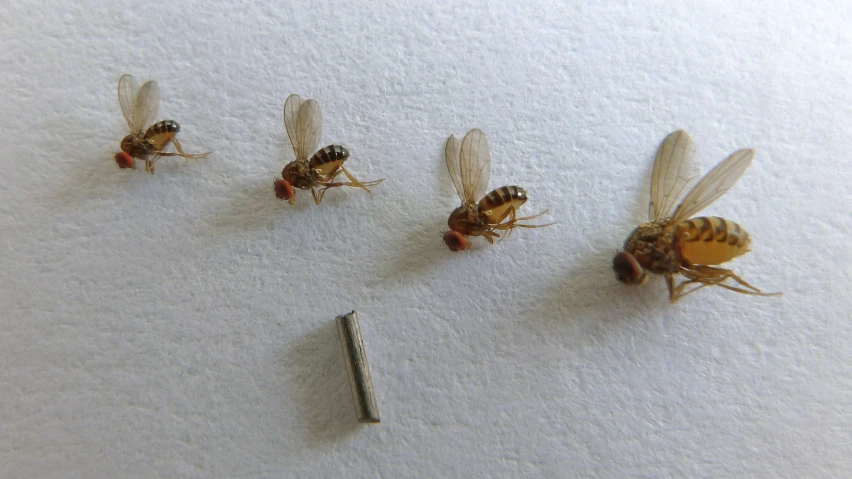 a group of bees sitting on top of a counter