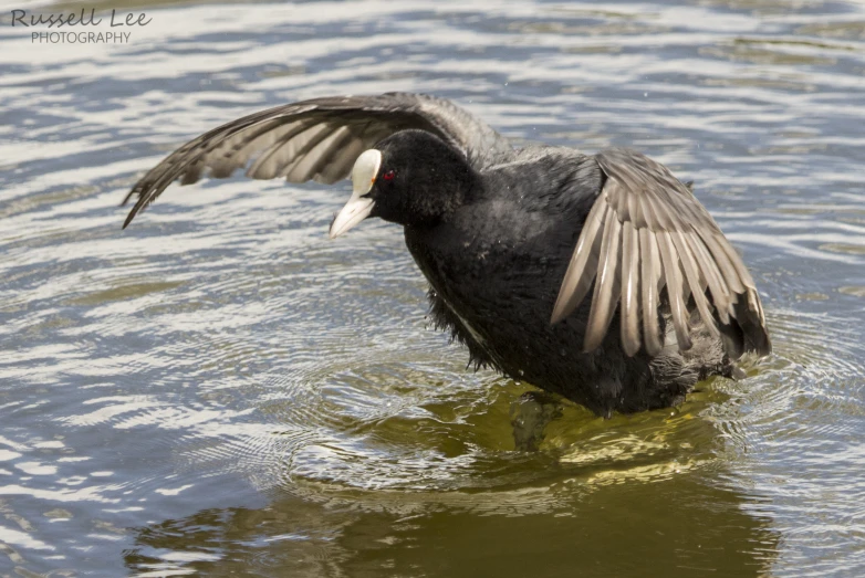 a bird with it's wings spread out in the water