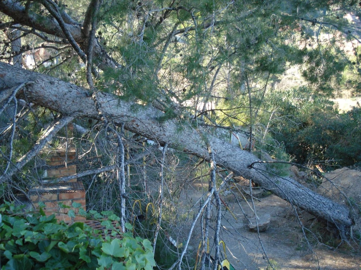 a very big tree that is laying over