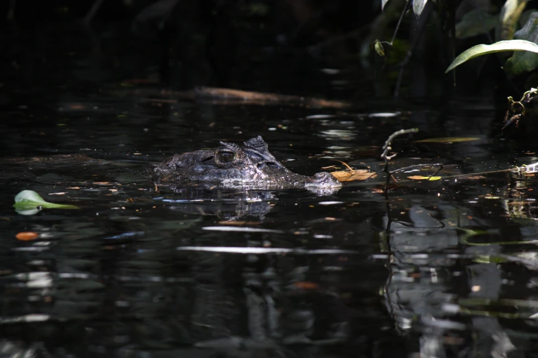 an alligator is submerged in the water with a leaf