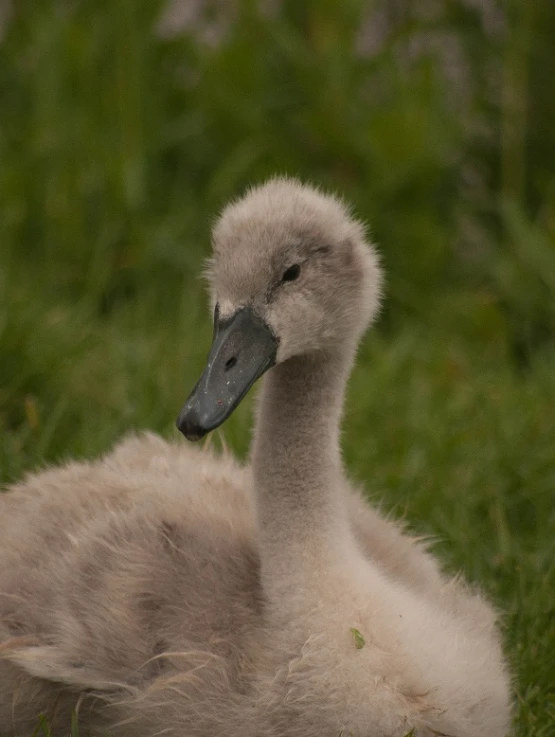 a baby duck sitting in the grass next to a parent