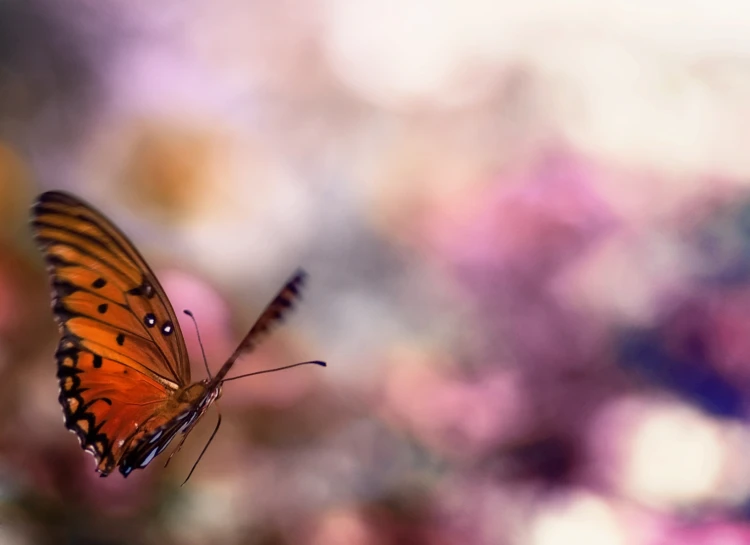 a very pretty orange erfly flying with a blurry background