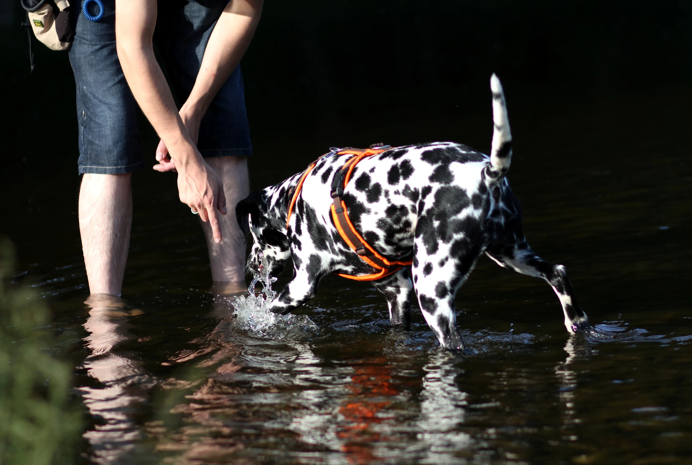 a spotted dog with a harness on its head, standing in water