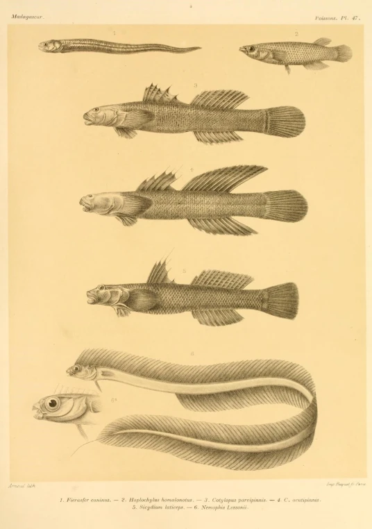 a drawing of different types of fish